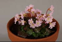 Shortia uniflora